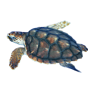 Turtle PNG-24773